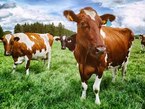 USDA Eliminates COOL for Beef and Pork